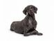 Urna para cinzas de cães Pointer